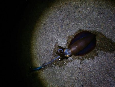 続エギング修行