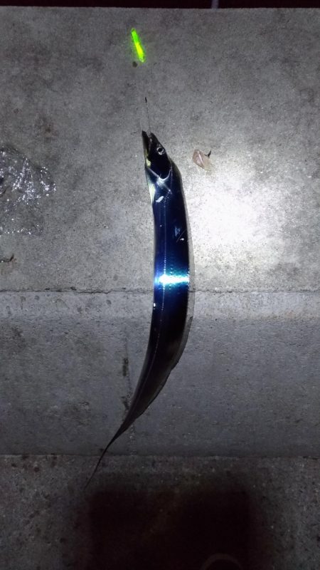 サビキからの飲ませ、そして太刀魚