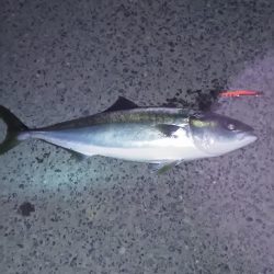 メジロ初のゲット