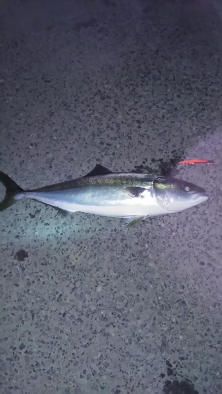 メジロ初のゲット