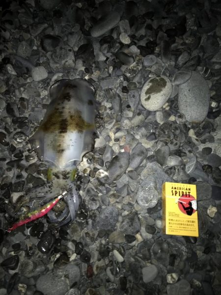 石津浜　アオリイカ　キス　湾内は太刀魚