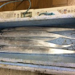 太刀魚、カサゴが釣れました