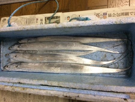 太刀魚、カサゴが釣れました
