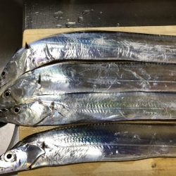 太刀魚やいまだ釣れています。アオリイカなども