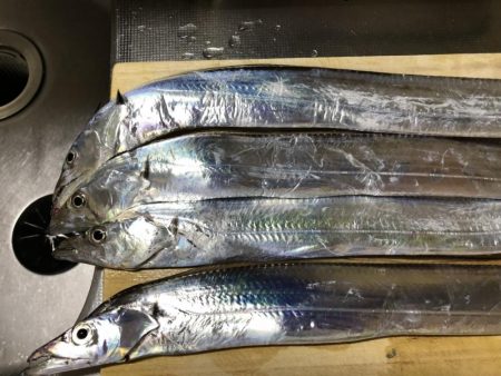 太刀魚やいまだ釣れています。アオリイカなども