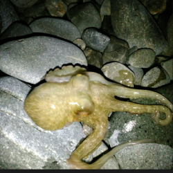 石津浜海岸 エギング