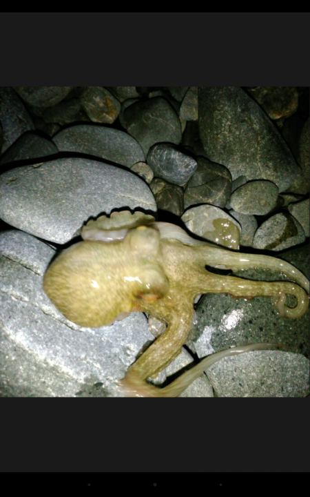 石津浜海岸 エギング