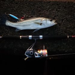 ライトショアジギング