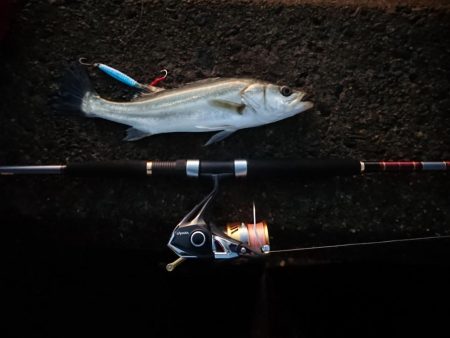 ライトショアジギング