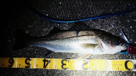 夕練シーバス狙い