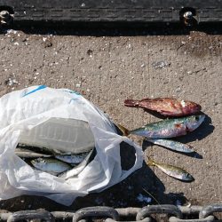 マイワシは餌なしでオッケー