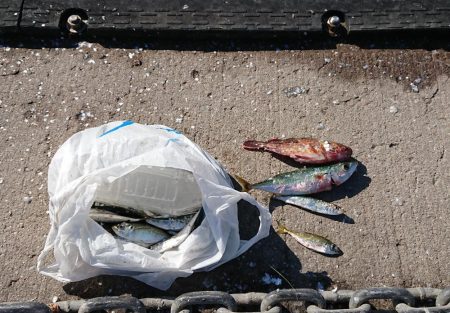 マイワシは餌なしでオッケー