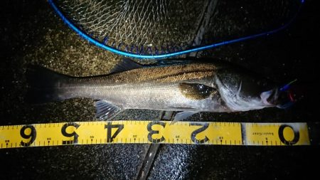 小雨降る中気合いのシーバス調査！