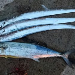 タチウオ1週間コンプリート