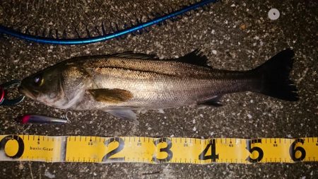 夕練シーバス一時間調査！