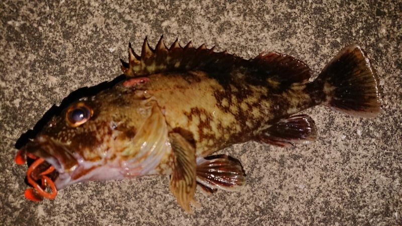 ガシラからの、可愛いシーバスキャッチ♪