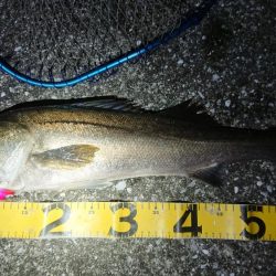 夕練、シーバスからのタチウオハンティング！