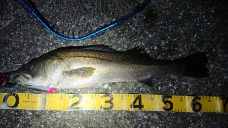 夕練、シーバスからのタチウオハンティング！