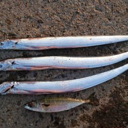 タチウオやっぱり渋かった