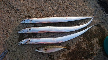 タチウオやっぱり渋かった