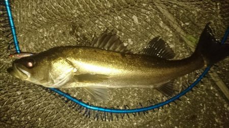 渋かった夕練シーバス