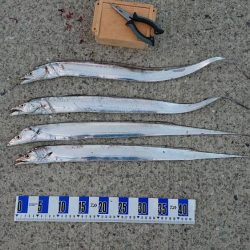 太刀魚、キス釣り、五目釣り