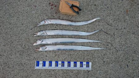 太刀魚、キス釣り、五目釣り