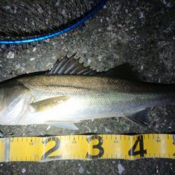 釣れたが、疲れた～