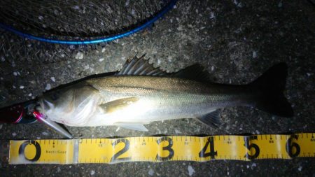 釣れたが、疲れた～