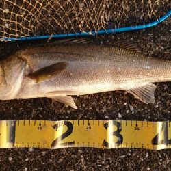 朝練、シーバス調査!