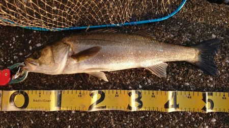 朝練、シーバス調査!