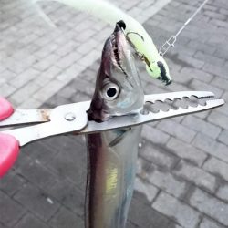 タチウオ今日から大潮