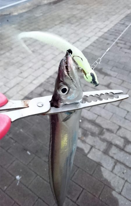 タチウオ今日から大潮