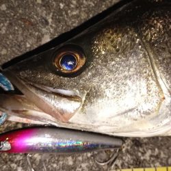 大潮夕練シーバス調査！