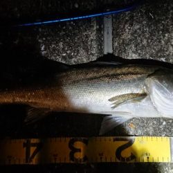 夕練北風強かった~