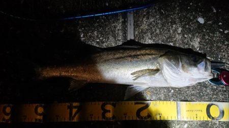 夕練北風強かった~