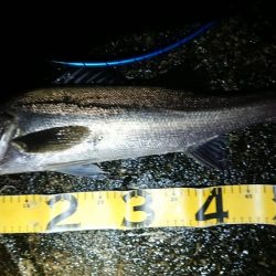 雨の朝練シーバス調査