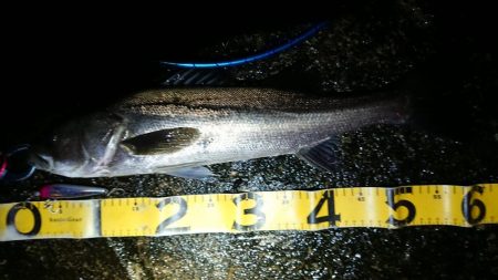 雨の朝練シーバス調査