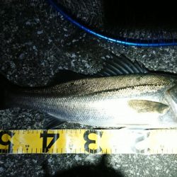 夕練はタッチーからのシーバスハンティング