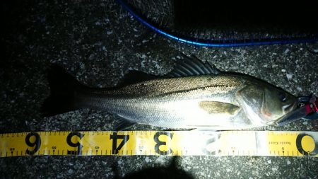 夕練はタッチーからのシーバスハンティング