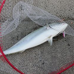 久々に来たぁ~!