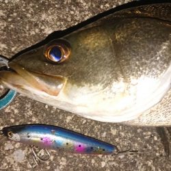 夕練シーバス調査に行くも…