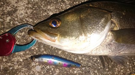 夕練シーバス調査に行くも…