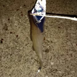 南港タチウオ激渋