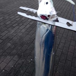 南港タチウオほぼいてない