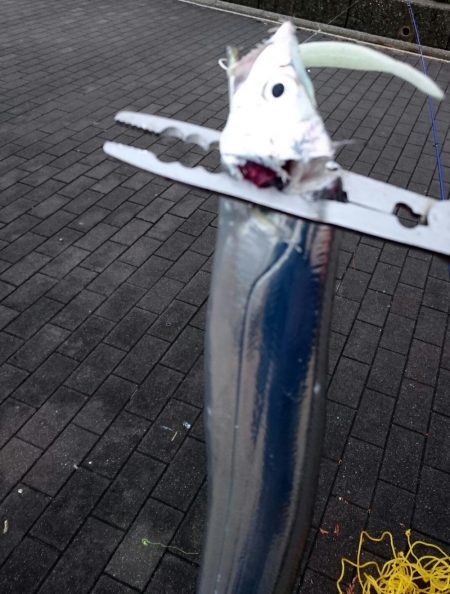 南港タチウオほぼいてない