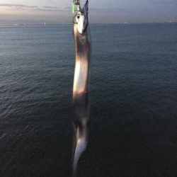 なんとかサゴシ釣れました