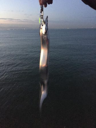 なんとかサゴシ釣れました