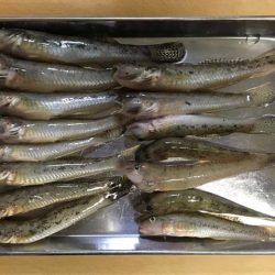 淀川・海老江のハゼ釣り
