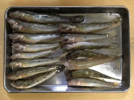淀川・海老江のハゼ釣り
